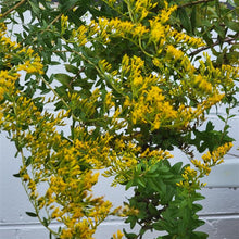 Load image into Gallery viewer, Sweet Goldenrod- Solidago odora