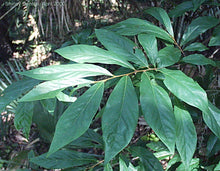 Load image into Gallery viewer, Small flower pawpaw - Asimina parviflora - (1 gal.)
