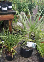 Load image into Gallery viewer, Cabbage Palm - Sabal palmetto