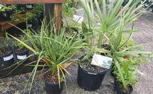 Load image into Gallery viewer, Cabbage Palm - Sabal palmetto