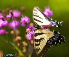 Load image into Gallery viewer, Narrowleaf Ironweed - Vernonia angustifolia (1 gal.)