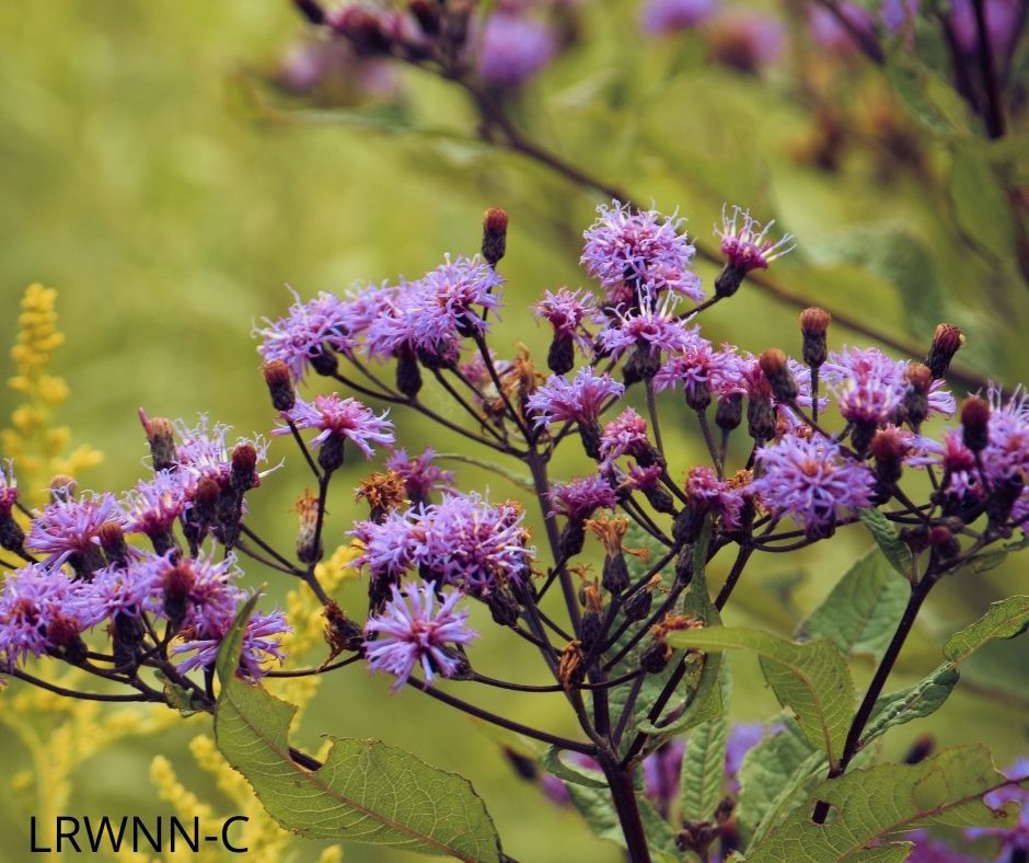 Narrowleaf Ironweed Vernonia angustifolia (1 gal.) Little Red Wagon