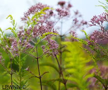Load image into Gallery viewer, Joe Pye-Weed - Eutrochium fistulosum (1 & 3 gal.)