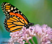 Load image into Gallery viewer, Joe Pye-Weed - Eutrochium fistulosum (1 & 3 gal.)