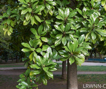 Load image into Gallery viewer, Little Gem Magnolia - Magnolia grandiflora