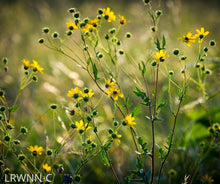 Load image into Gallery viewer, Narrowleaf Sunflower - Helianthus angustifolius (1 gal.)