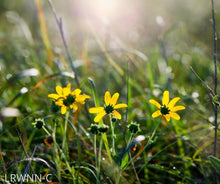 Load image into Gallery viewer, Narrowleaf Sunflower - Helianthus angustifolius (1 gal.)