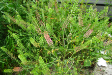 Load image into Gallery viewer, Pepperweed - Lepidium virginicum - (1 gal.)