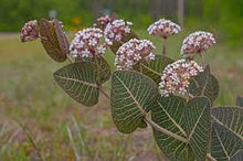 Load image into Gallery viewer, Sandhill Milkweed (Asclepias humistrata)