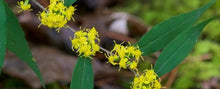 Load image into Gallery viewer, Wreath Goldenrod - Solidago caesia (1 gal.)