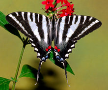 Load image into Gallery viewer, Pawpaw Tree - Asimina Triloba