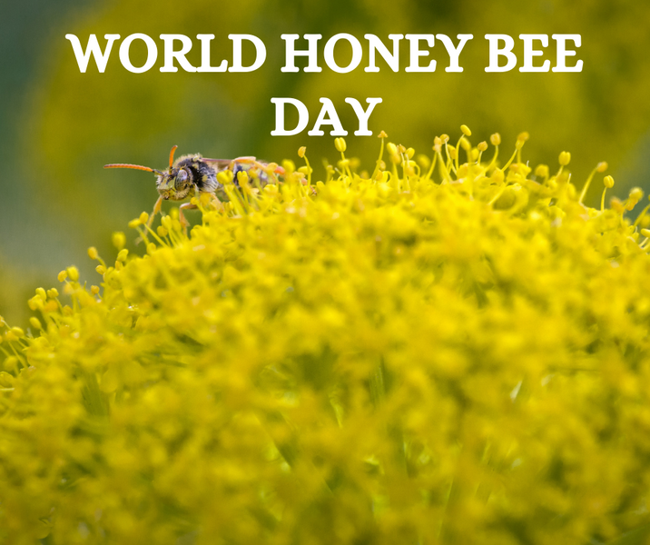 Celebrating World Honey Bee Day