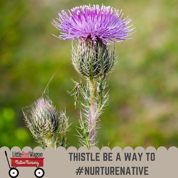 Thistle Be A Way To Nurture Native