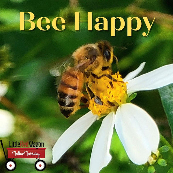 Bee Happy