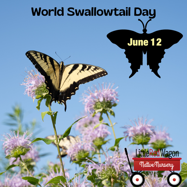 How Well Do You Know Your Swallowtails?