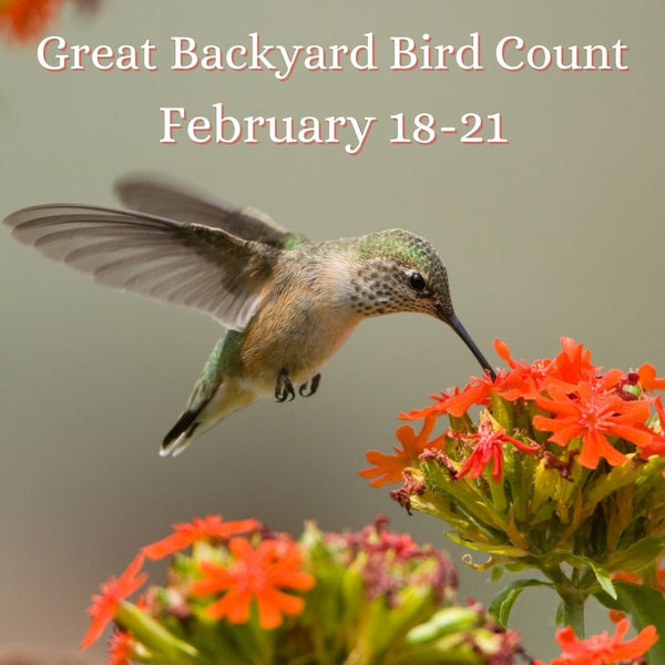 Every Bird Counts
