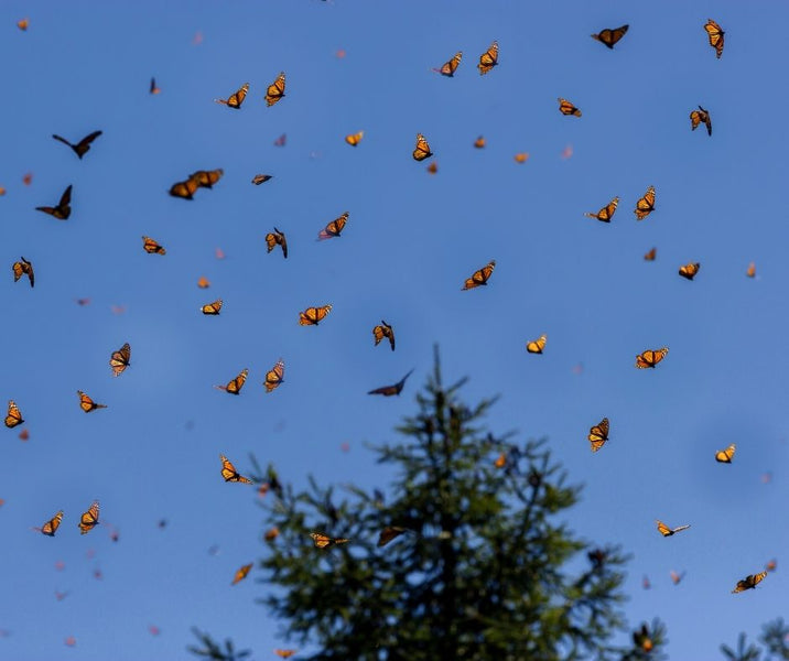 Monarch migration