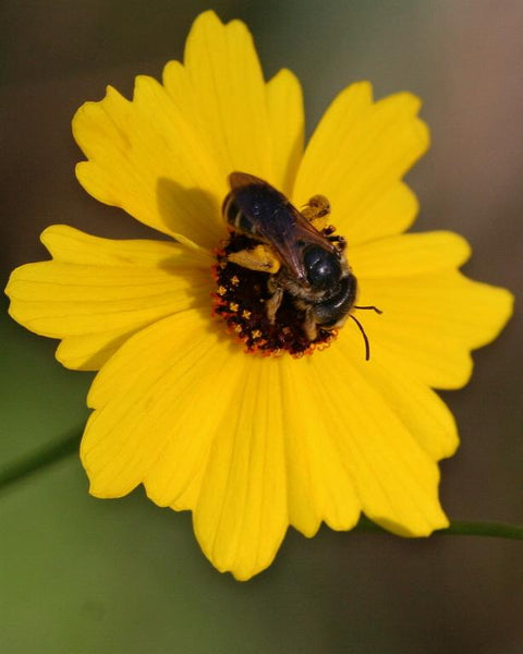 Coreopsis Celebrates Thirty Years As Florida’s Official Wildflower