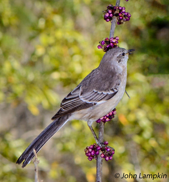 Top Ten Wildflowers for Birders’ Gardens