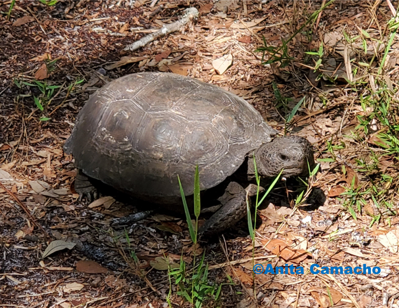 Shell-ebrating the Gopher Tortoise