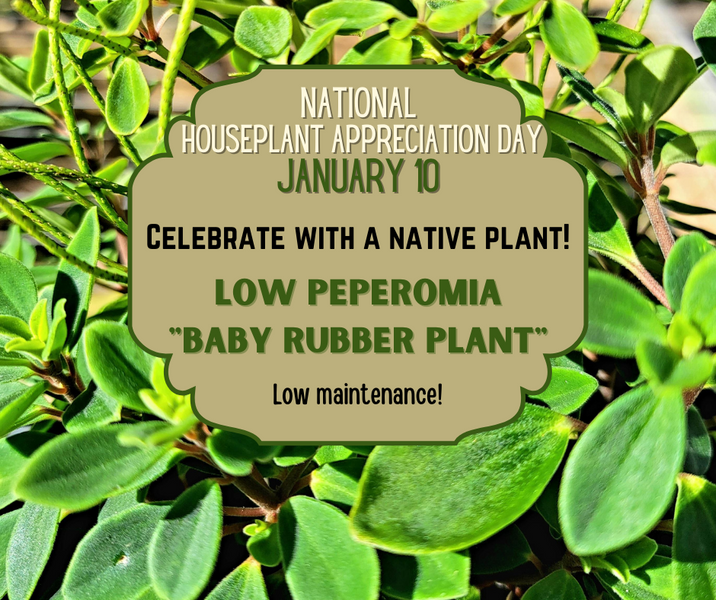 Celebrate National Houseplant Appreciation Day</br>Go Green: Get A Houseplant