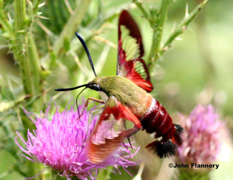 Celebrating National Moth Week