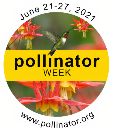 Celebrate Pollinator Week And #NurtureNative