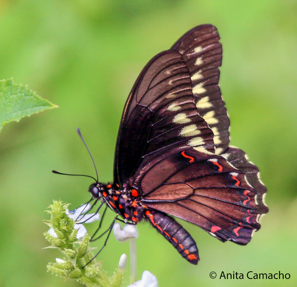Great Nectar Sources To Feed Fall Butterflies