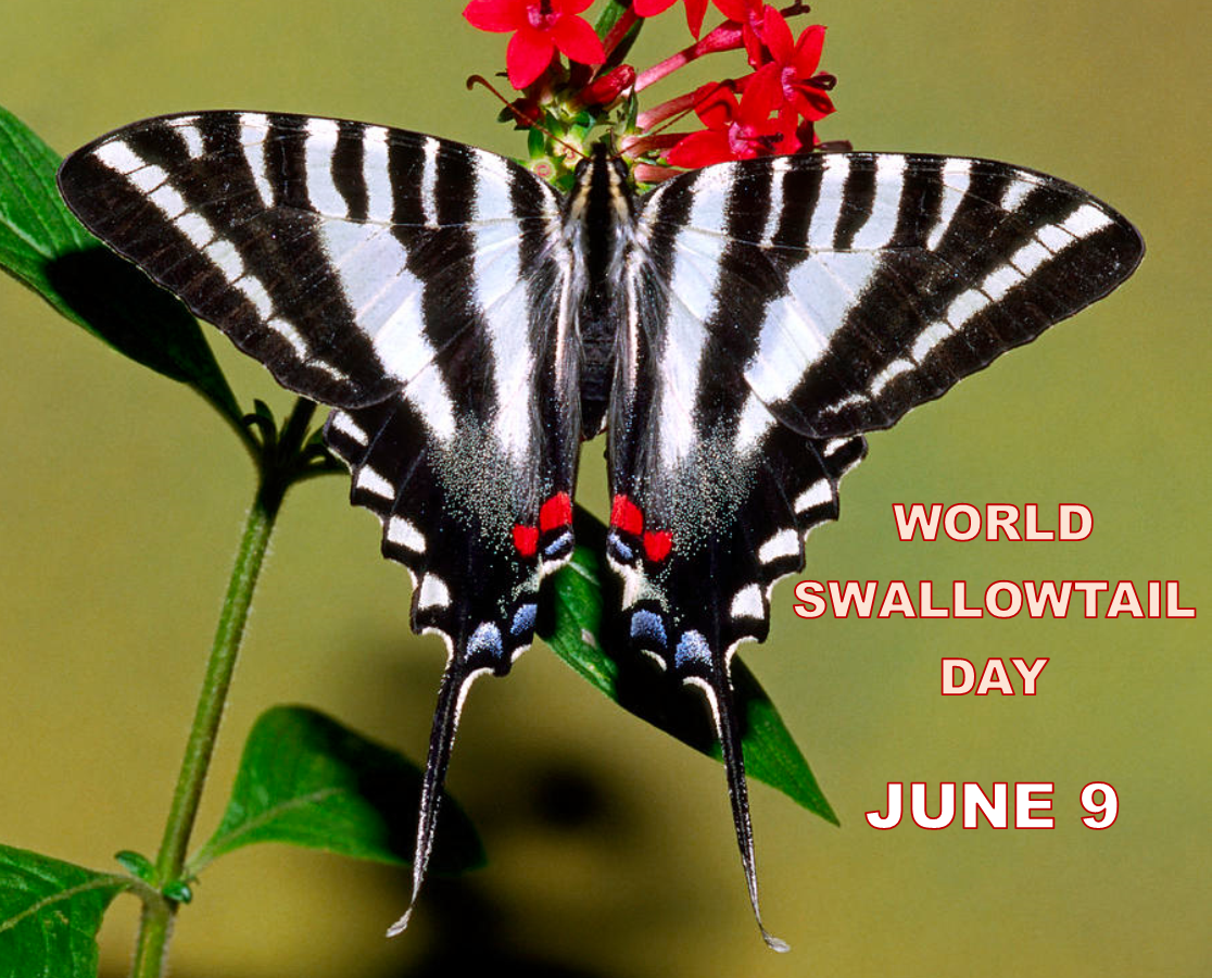 Celebrating World Swallowtail Day – Little Red Wagon Native Nursery