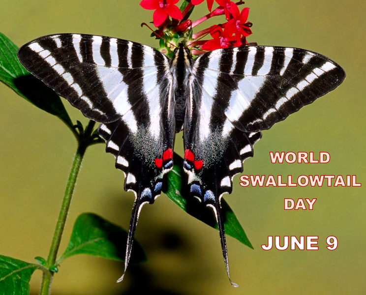 Celebrating World Swallowtail Day