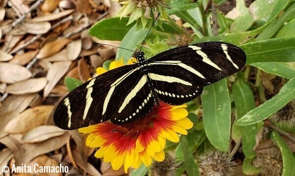 Butterfly Superfan