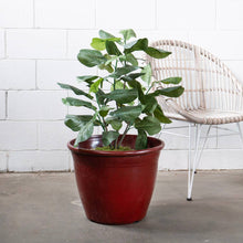 Load image into Gallery viewer, 20" Patio Planter - Ox Blood
