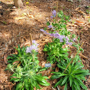 Stoke's Aster - Stokesia laevis