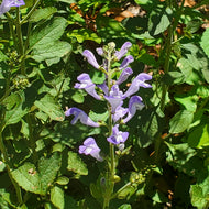 Havana Skullcap (Scutellaria havanensis) - 1 Gallon