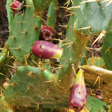 Load image into Gallery viewer, Prickly Pear Cactus - Opuntia humifusa (1 gal.)
