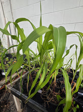 Load image into Gallery viewer, Heirloom Flint &amp; Dent “Corn Grex” - 1 Gallon

