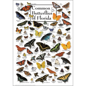 Common Butterflies of FL Poster