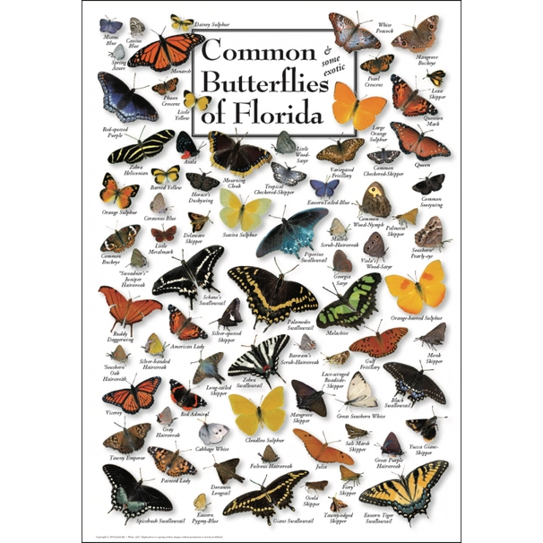 Common Butterflies of FL Poster