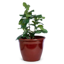 Load image into Gallery viewer, 20" Patio Planter - Ox Blood
