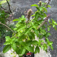 African Blue Basil (Ocimum kilimandscharicum × basilicum) - 1 Gallon