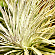 Air Plants