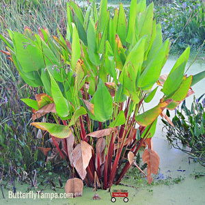 Alligator Flag- Thalia geniculata