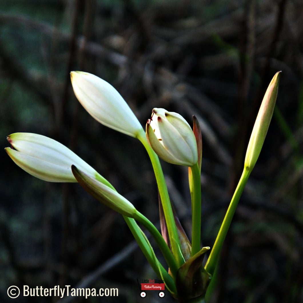 American Crinum Lily - Crinum Americanum