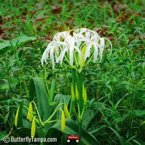white swamp lily American Crinum Lily