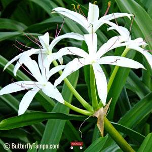 white lily florida American Crinum Lily
