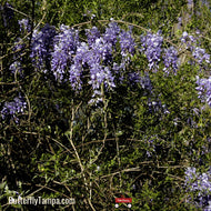 American Wisteria (Wisteria frutescens)