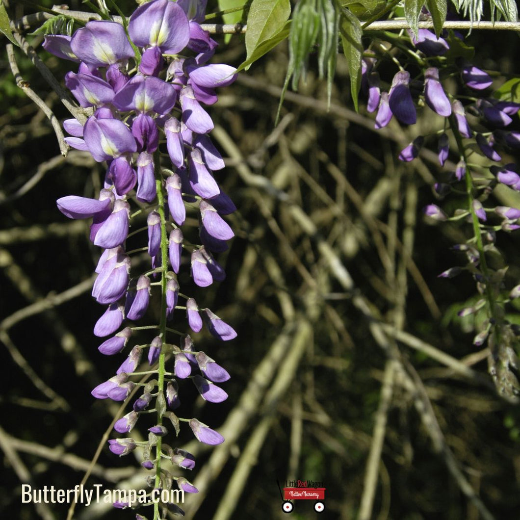 American Wisteria - Wisteria frutescens