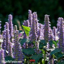 Load image into Gallery viewer, Anise Hyssop - Agastache foeniculum (1 Gallon)
