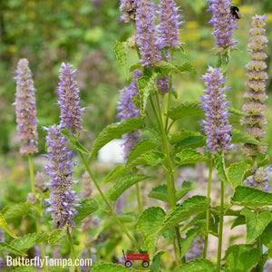 Anise Hyssop - Agastache foeniculum (1 Gallon)