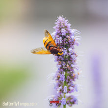 Load image into Gallery viewer, Anise Hyssop - Agastache foeniculum (1 Gallon)
